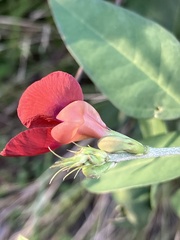 Macroptilium lathyroides