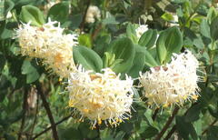 Pimelea ligustrina