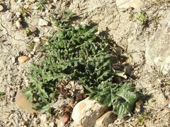 Cynara tournefortii
