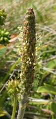Plantago euryphylla
