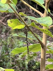 Austroaeschna pulchra