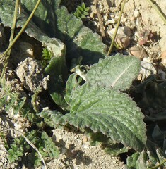 Cynara tournefortii