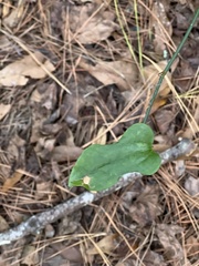Smilax auriculata