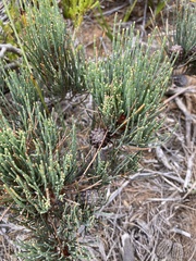 Allocasuarina littoralis