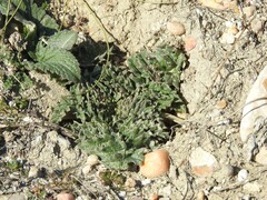 Cynara tournefortii