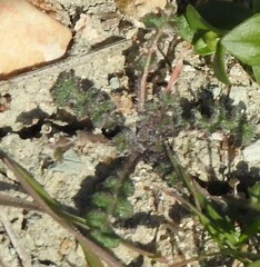 Mantisalca salmantica