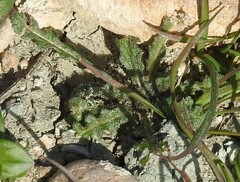 Mantisalca salmantica