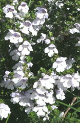 Prostanthera cuneata