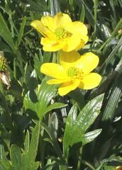 Ranunculus victoriensis