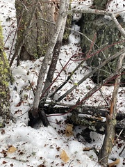 Acer glabrum douglasii