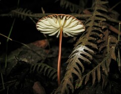 Marasmius berteroi