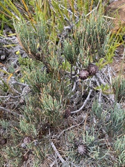 Allocasuarina littoralis