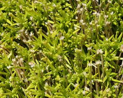 Scleranthus biflorus