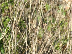 Mantisalca spinulosa