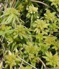 Sphagnum cristatum