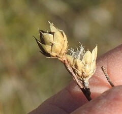 Mantisalca spinulosa