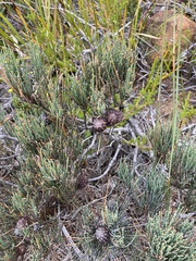 Allocasuarina littoralis
