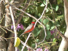 Pyrocephalus rubinus