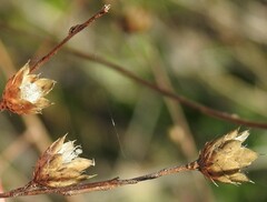 Mantisalca spinulosa