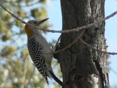 Melanerpes aurifrons