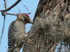Melanerpes aurifrons