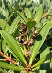 Tasmannia xerophila