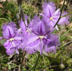 Thysanotus tuberosus tuberosus