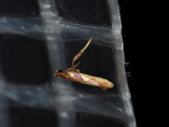Caloptilia xanthopharella