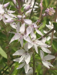 Veronica derwentiana