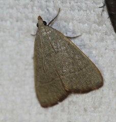 Hypsopygia albidalis