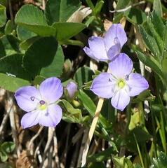Veronica subtilis