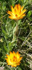 Xerochrysum subundulatum