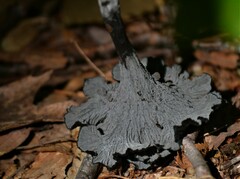 Craterellus venosus