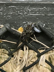 Amphipsalta cingulata