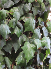 Hedera colchica