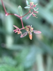 Toxomerus floralis