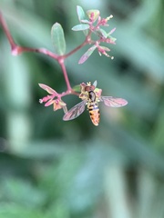Toxomerus floralis