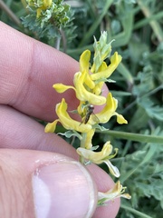 Corydalis aurea