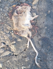 Perognathinae