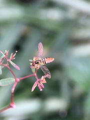 Toxomerus floralis