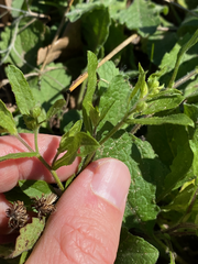 Heterotheca subaxillaris