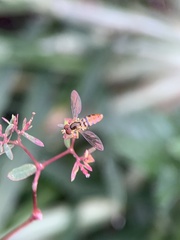 Toxomerus floralis