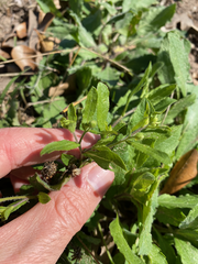 Heterotheca subaxillaris