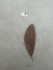 Persea borbonia