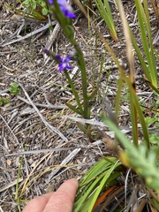 Lobelia gibbosa
