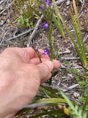 Lobelia gibbosa