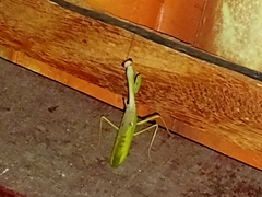 Stagmatoptera