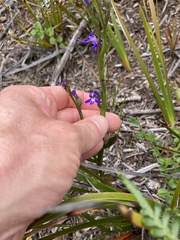 Lobelia gibbosa