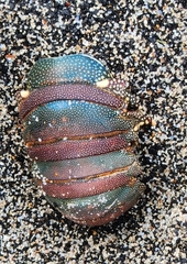 Panulirus penicillatus