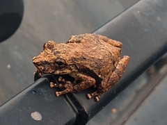 Scinax perpusillus
